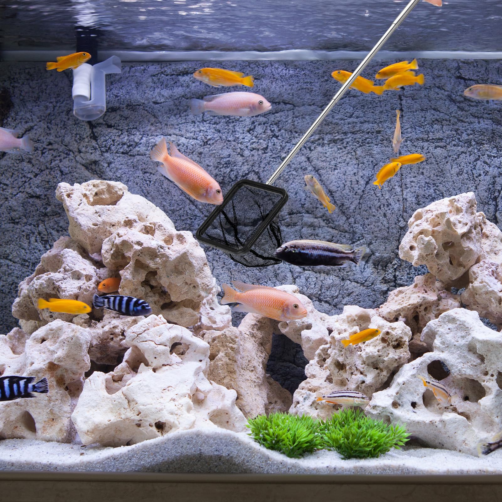 Milopon Épuisette Télescopique Pour Aquarium, Poissons, Enfants, Extensible, Stable, Papillon