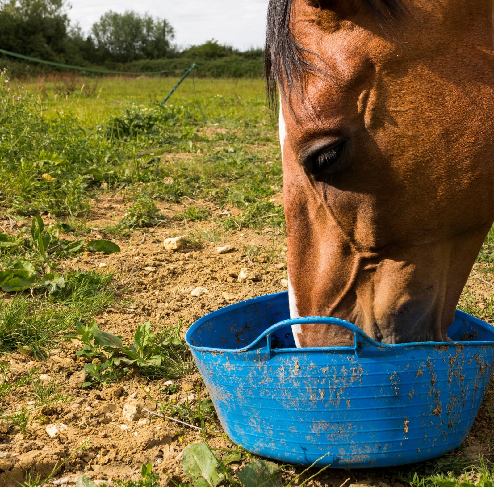Lyra Horse® 15 kg Leinkuchen Leckerli getreidefrei Pferdefutter Pferde | Snacks aus Sonnenblumenfasern & Leinkuchen - Ausgewogene Nährstoffquelle - Leckerlis für Pferde - Reich an Ballaststoffen