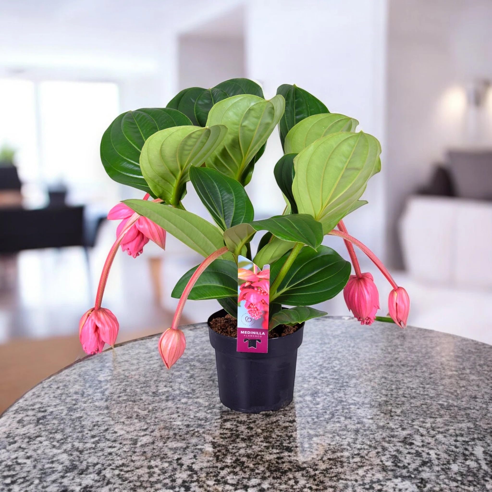 Medinilla Magnifica Pianta da Interno, Colore Rosa Intenso e Verde, 60 cm, Vaso 17