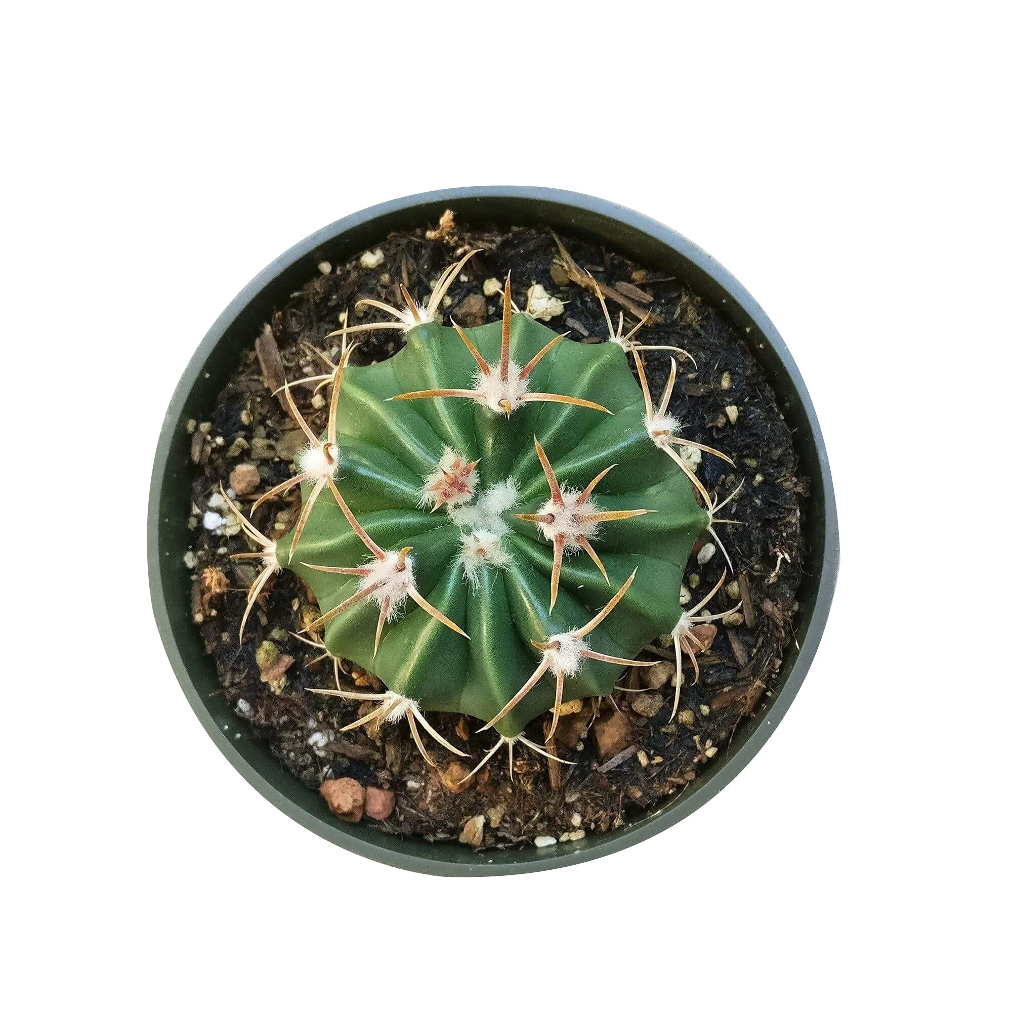 Devil's Tongue Barrel Crow's Claw Cactus Fish Hook Cactus (2 inch)