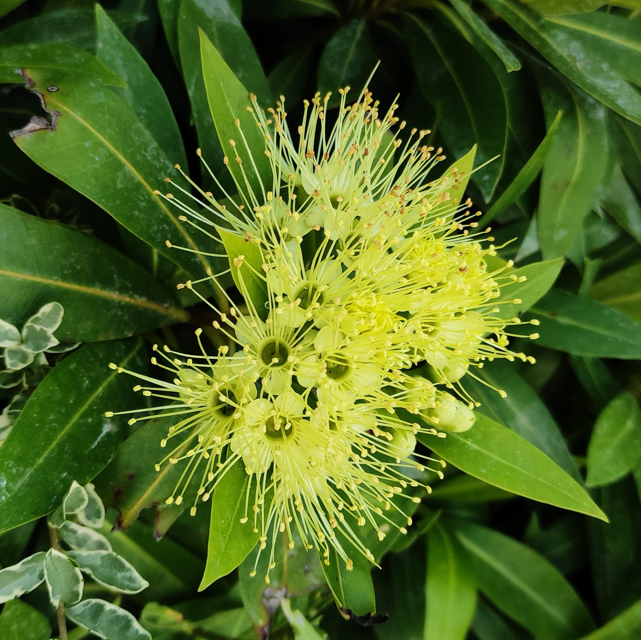 Golden Penda | First Love Yellow | Flower Plant (B09MDHFDRY) Amazon Price History, Amazon Price Tracker