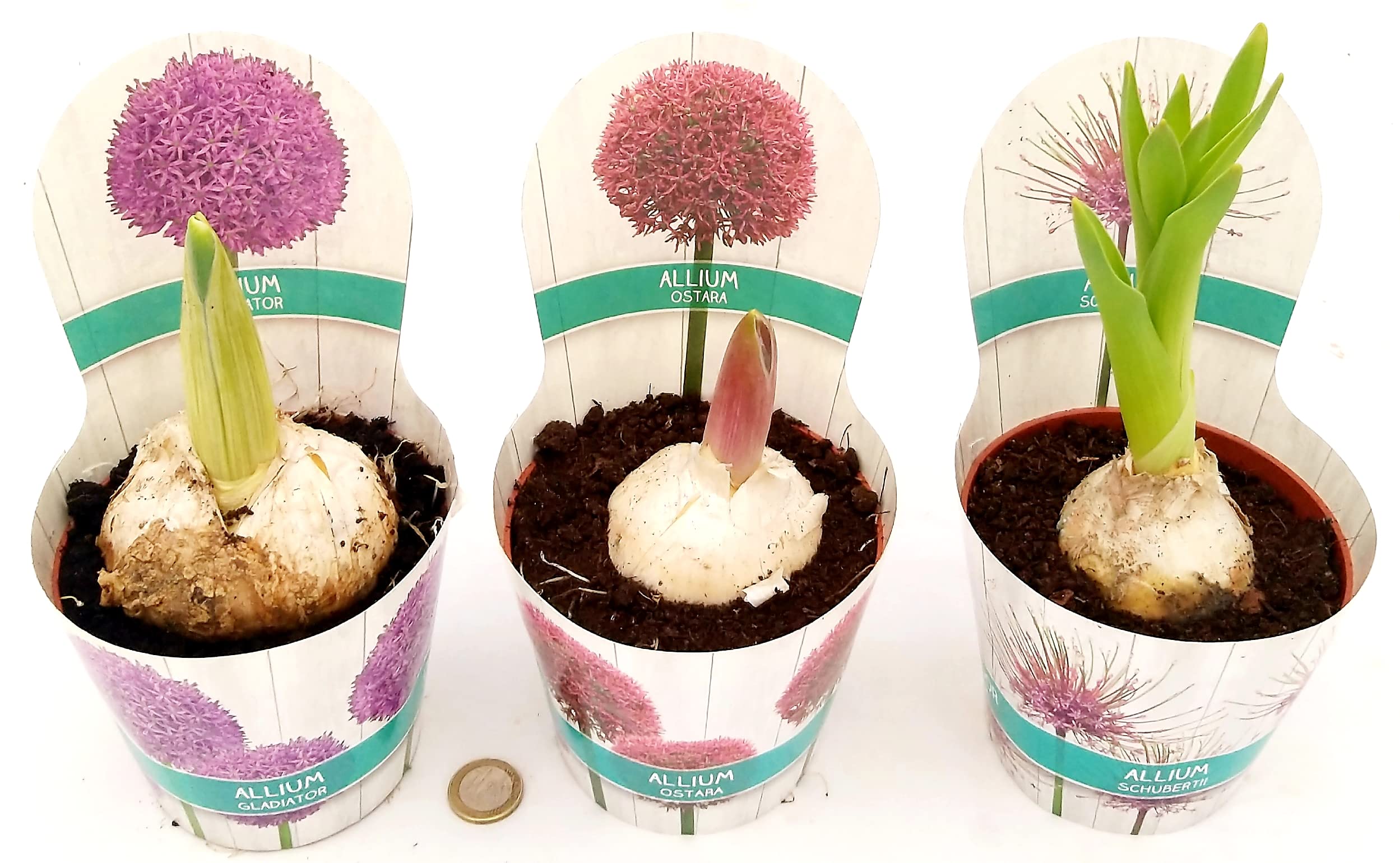 POWERS TO FLOWERS - AGLIO GIGANTE TRE PIANTE, ALLIUM GIGANTEUM TRIS, vaso 12 cm diametro, piante vera