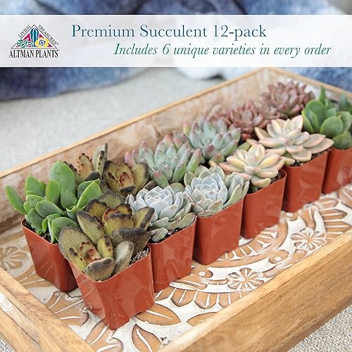Miniatura 8 de Altman Plants Plantas Suculentas Vivas Deluxe (paquete de 12 unidades), 6 variedades únicas en conjuntos de 2, colores y formas surtidas, cuidado