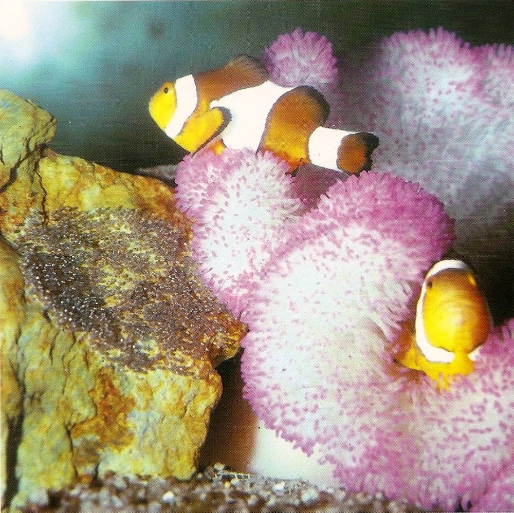 洋書 MARINE AQUARIUMS Richard F. Stratton 洋書 MARINE AQUARIUMS Richard F. Stratton 洋書 MARINE