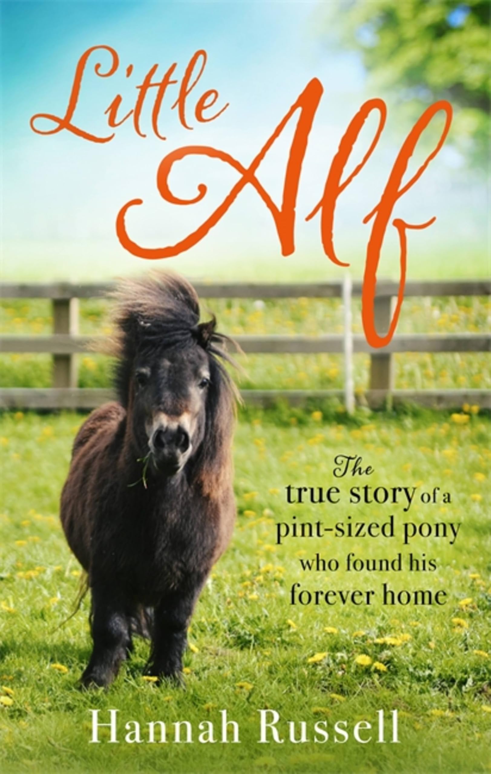 Little Alf: The true story of a pint-sized pony who found his forever home