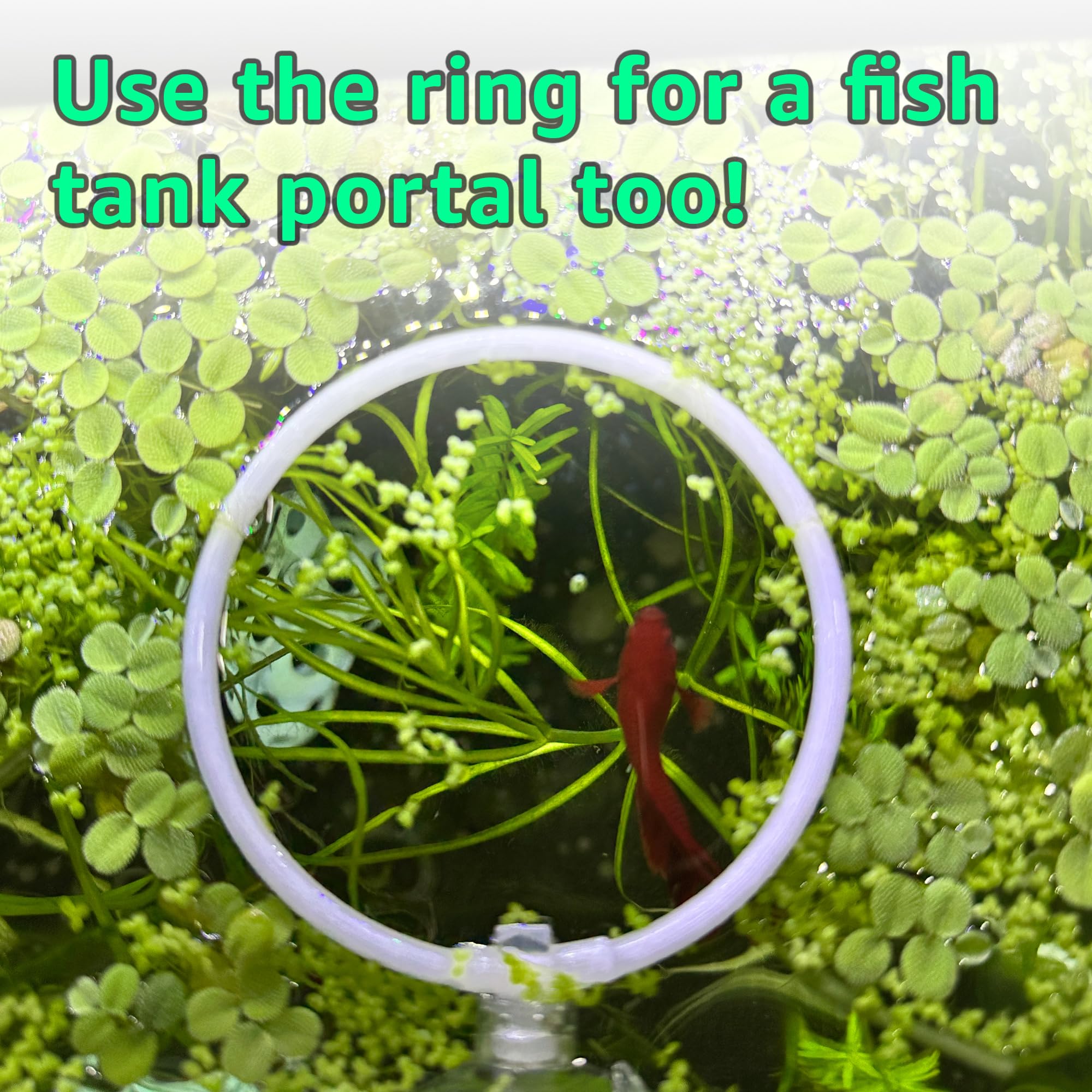 betta fish boxing ring Amazon.com: Betta Fish Olympic Ring For Betta Fish Trainning 2 Pack | Betta  Excercise Loop Betta Loop For Aquarium Decor