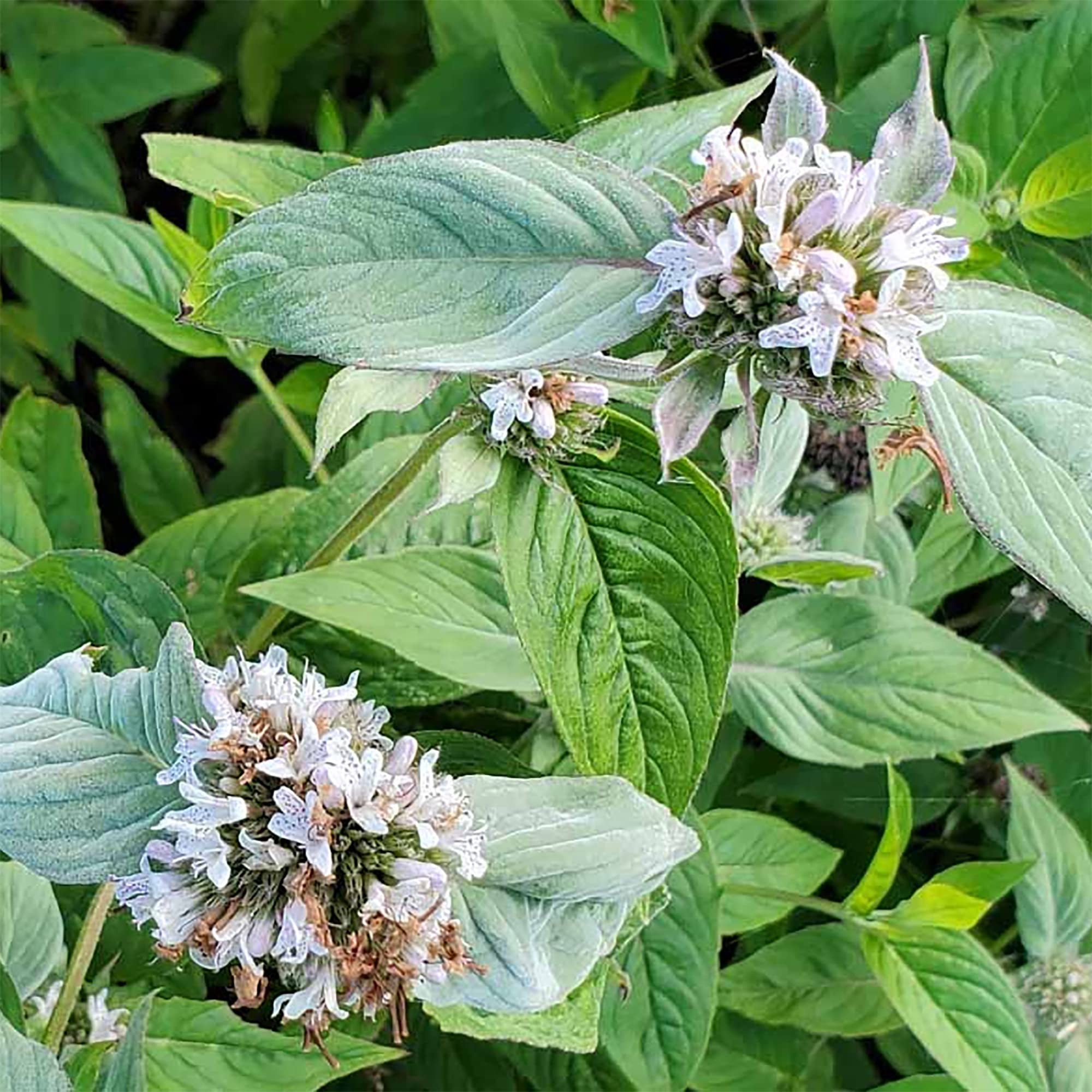 QAUZUY GARDEN 400 Mountain Mints Pycnanthemum Pilosum Seeds for Planting | Non-GMO Heirloom Herb Seed | Very Fragrant Edible Herb to Plant Home Garden Outdoor