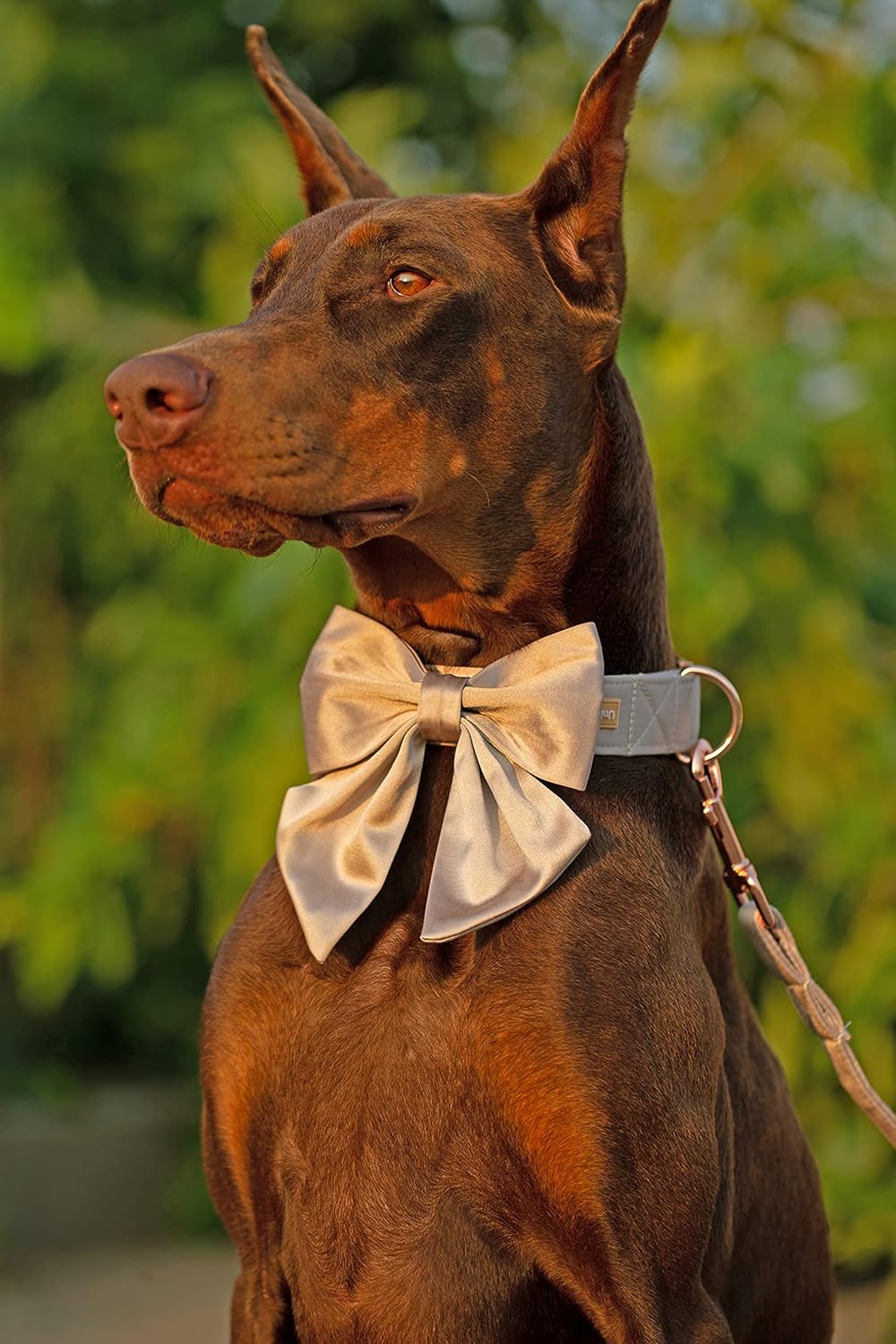 Unique Style Paws Silk Champagne Color Adjustable Wedding Bow Tie Collar for X-Large Dogs