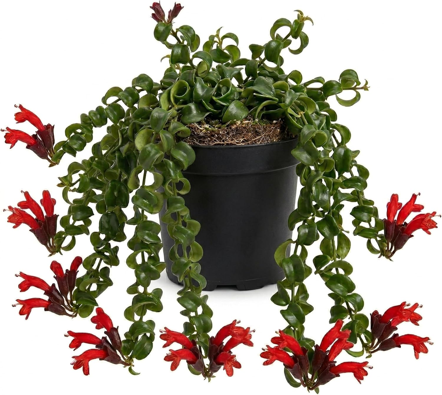Twister Curly Lipstick Plant Live | Size 4 Inch Tall | Established Live Tropical Houseplant | Robust Twisted Leaf Foliage for Modern Indoor Garden