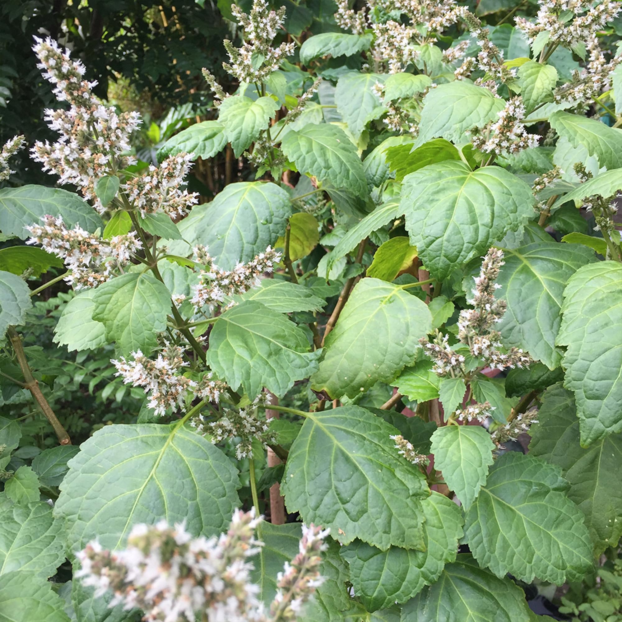 Palm Beach Medicinal Herbs - Patchouli (Pogostemon cablin) - Packet of 30 Seeds