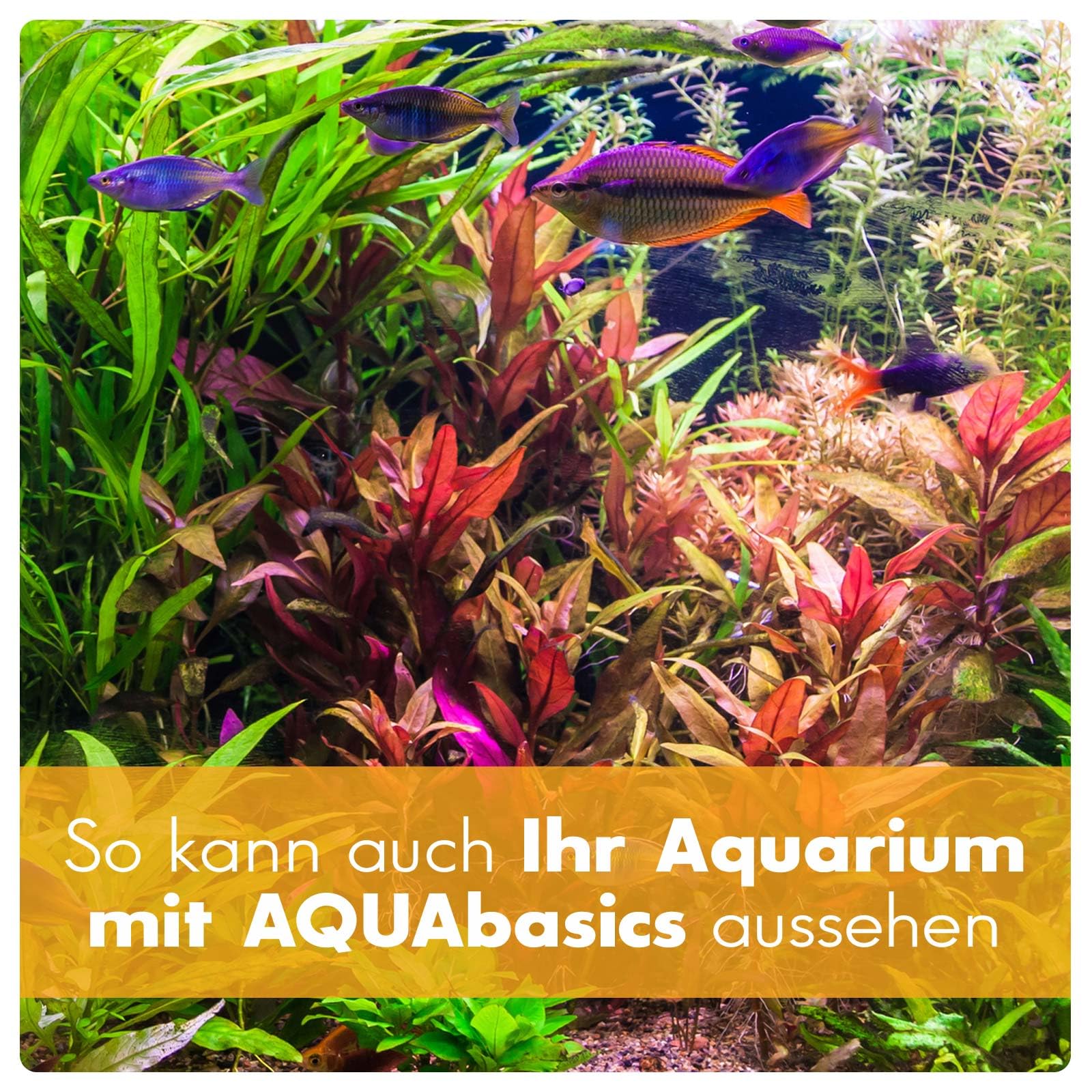 3er Pflanzenpflege-Sparset für Aquarium und einen schönen Pflanzenwuchs - Nährstoffkomplex aus Spurenelementen, Mikro- und Makronährstoffen, Größe:SET 2.500