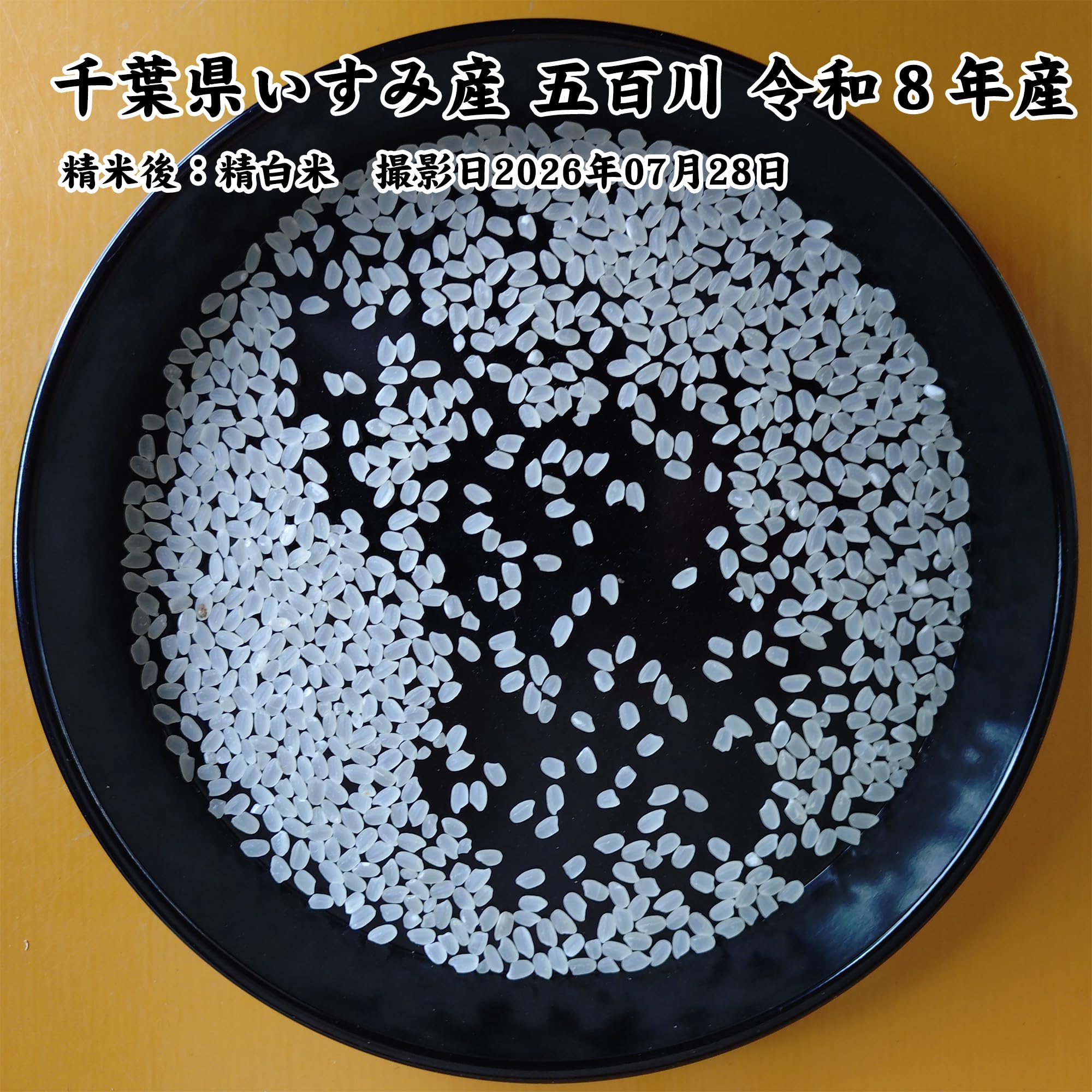 Amazon.co.jp: 千葉県いすみ市産 五百川 令和8年産 白米 5kg : 食品