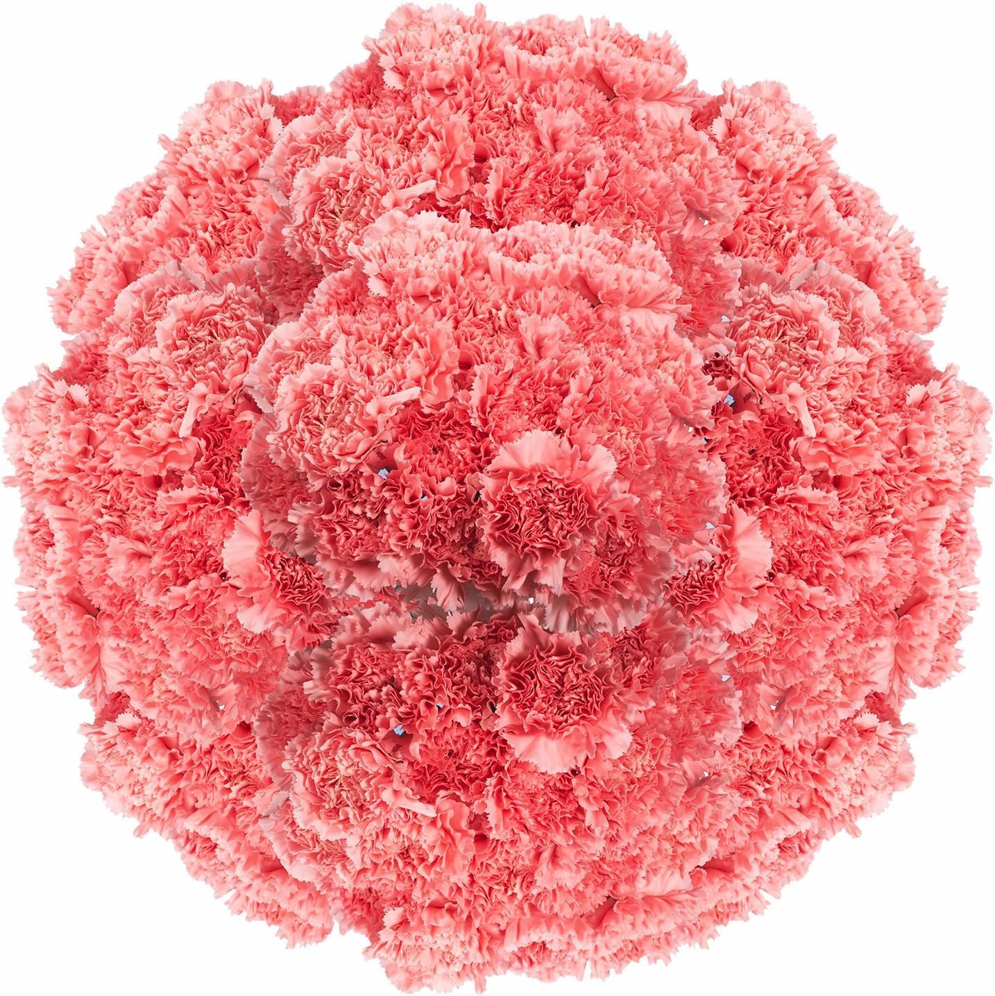 eflowerwholesale - Cut Flowers - 100 stems Carnations - Fresh Flowers (Pink)