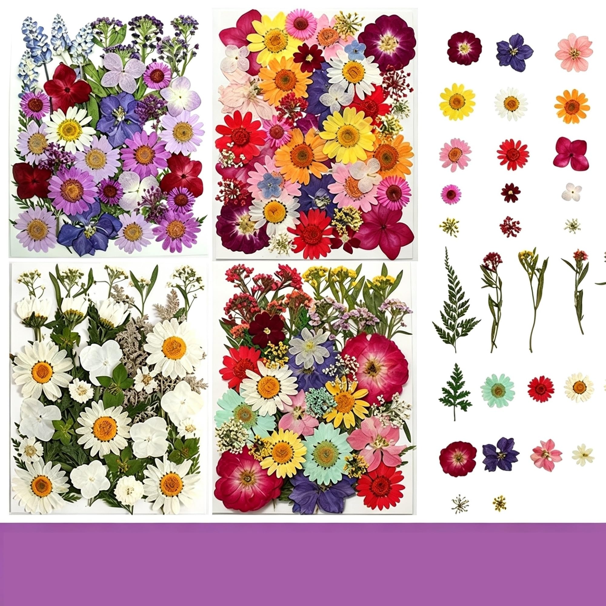 Fiori Pressati ed Essiccati Set di fiori e foglie piante
