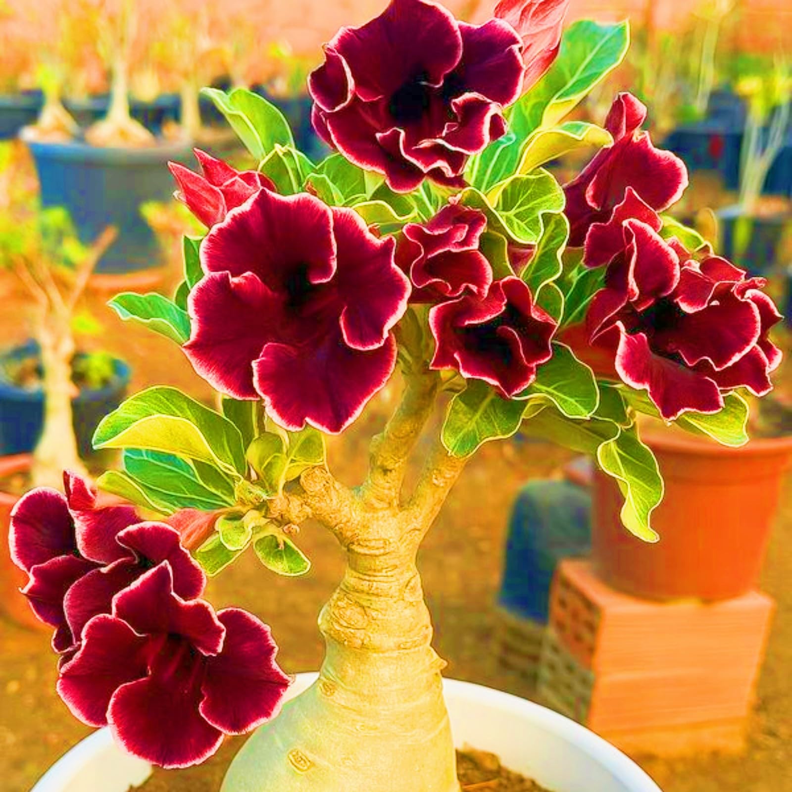 Desert Rose Bulbs Bloom Year After Year Perfect for The Garden-Landscaping-Excellent Displays-4bulbs-e