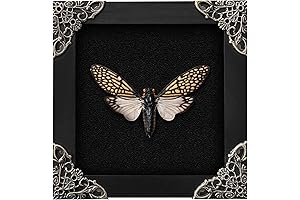 Stunning Framed Dead Bugs Collector's Art