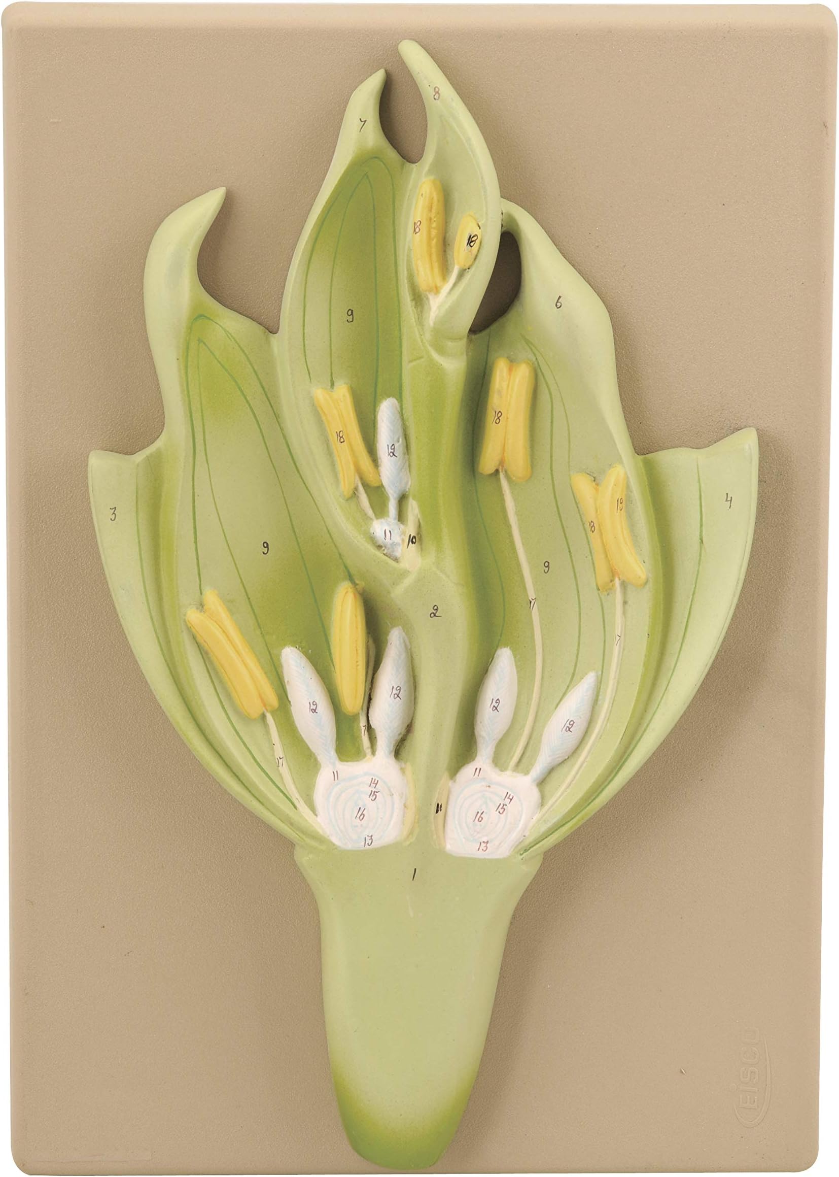 EISCO Monocot Flower Model (Wheat) - Three Dimensional, Longitudinal Dissection - Hand Painted Details, Magnified - Mounted on Base, 15" x 9.5" x 2.5"