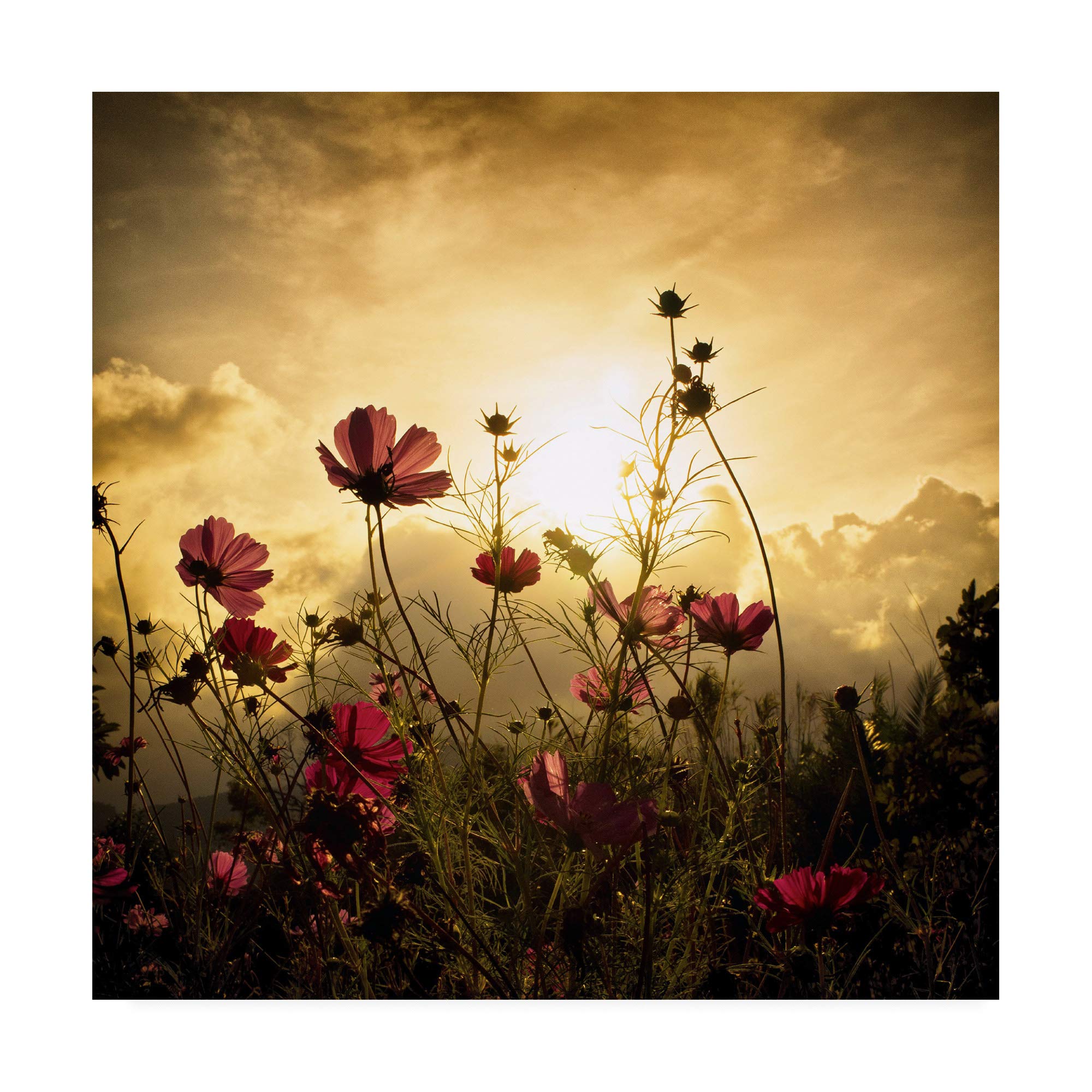 Trademark Fine Art Watching The Sun by Christian MARCEL, 35x35