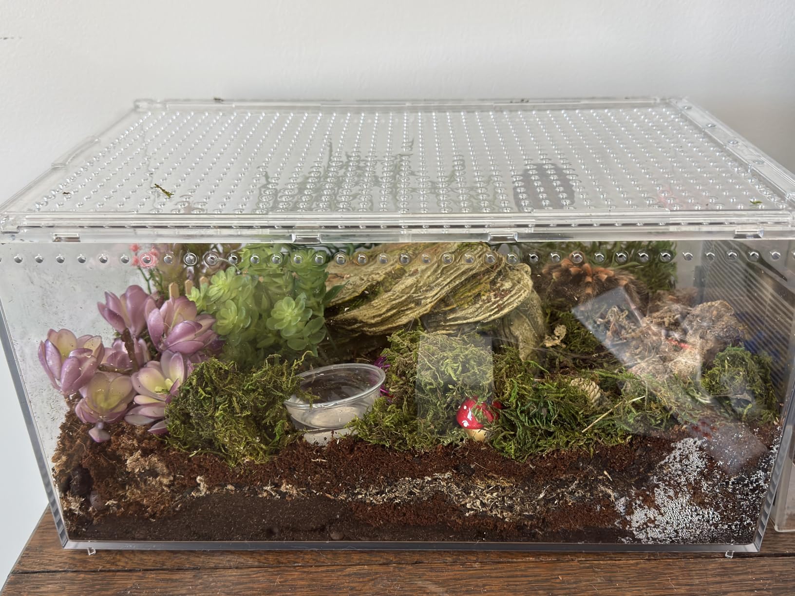 Reptilien Terrarium Box Magnetisches Acryl heimchenbox Terrarium stapelbares Reptil Fütterungsbox für Spinnen Skorpion Käfer Gehörnter Frosch