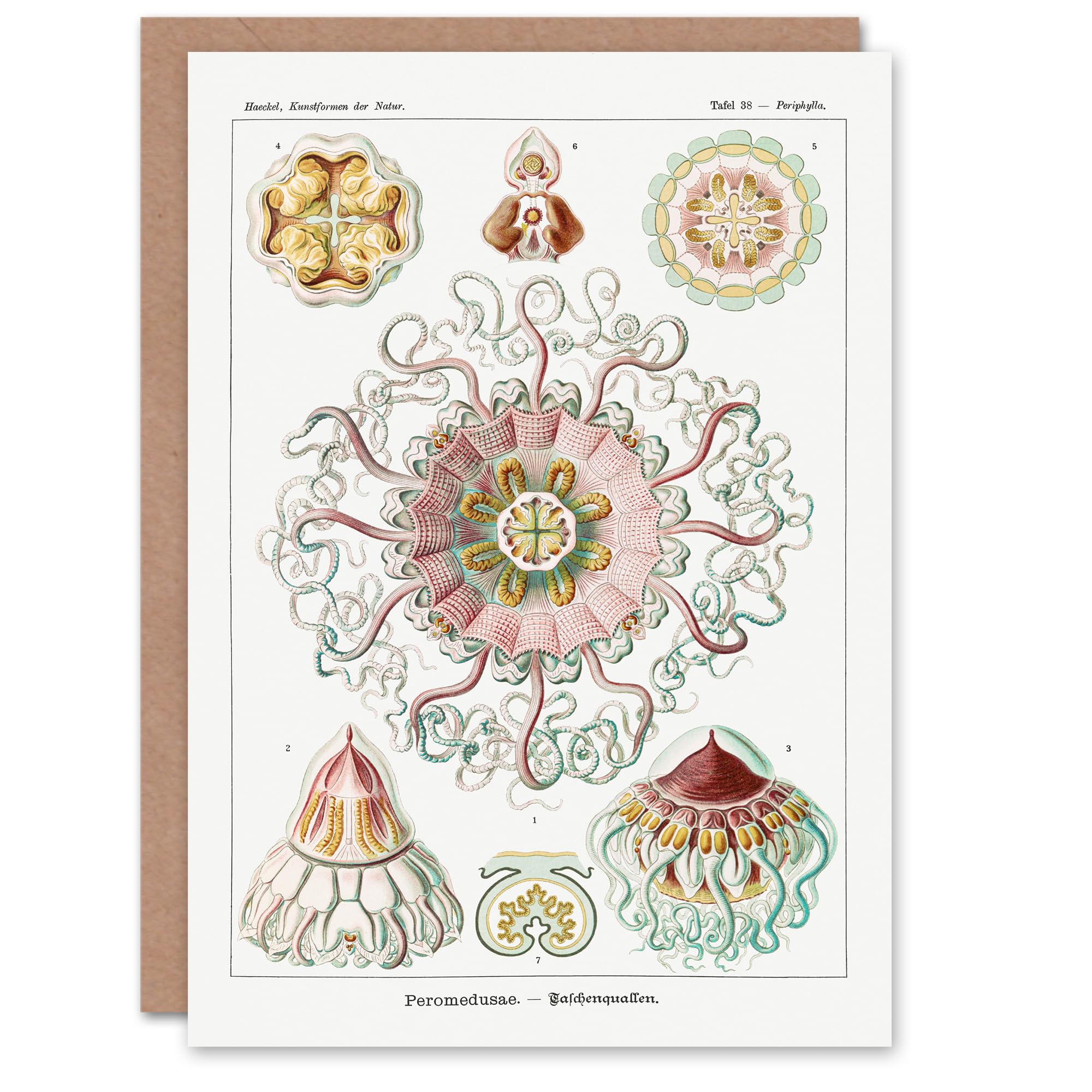 Artery8 - Greeting Card - Ernst Haeckel Peromedusae Jellyfish Illustration - White