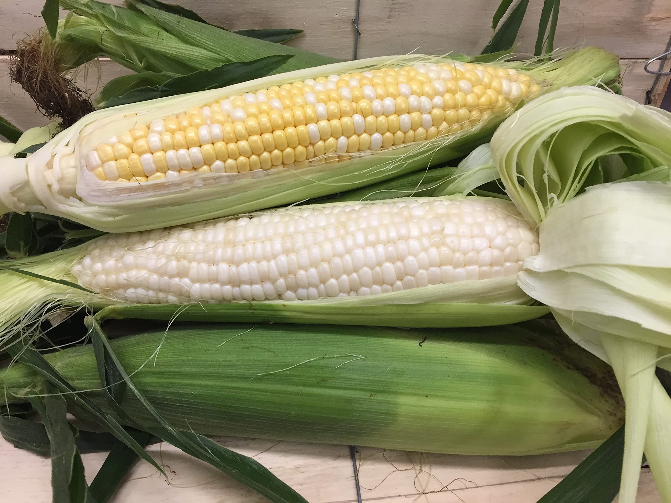 100 Seeds Waxy Corn Vietnamese Bap NEP Nu Asian Sweet Corn Seeds Asian Sticky Corn Seeds glutinous Corn White Corn Sticky Sweet Corn Laotian Seed Non-GMO