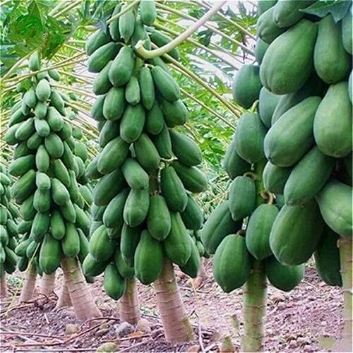 Miniatura 2 de CHUXAY GARDEN Semillas de papaya enana 20 semillas de árboles frutales dulces La jardinería crece en solo semanas de bajo mantenimiento