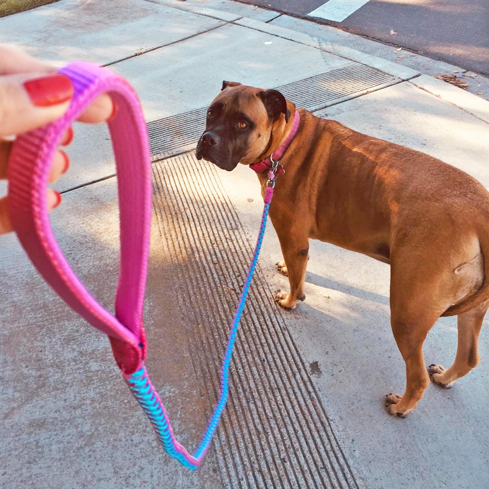 Correa Reflectante para Perros, Mejor Correa Trenzada de Nailon, para Perros medianos y Grandes (180 cm x 12 mm, Rosa)