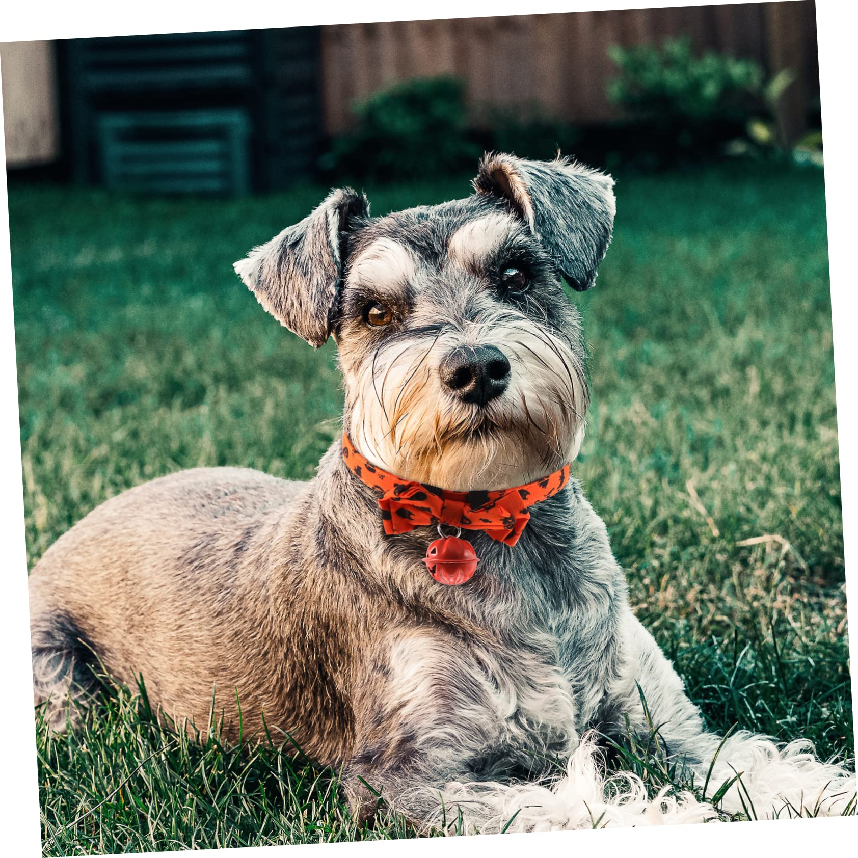 Happyyami 5stücke Halloween Katzenhalsband Mit Verstellbarem Bowknot Stilvolles Und Bequemes Haustierhalsband Für Feiertage Für Hunde Und Katzen Leuchtenden Farben Und Charmantem Design