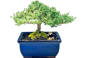 Dwarf Juniper Bonsai Tree - 7 Year Old Handcrafted Indoor/Outdoor Decor