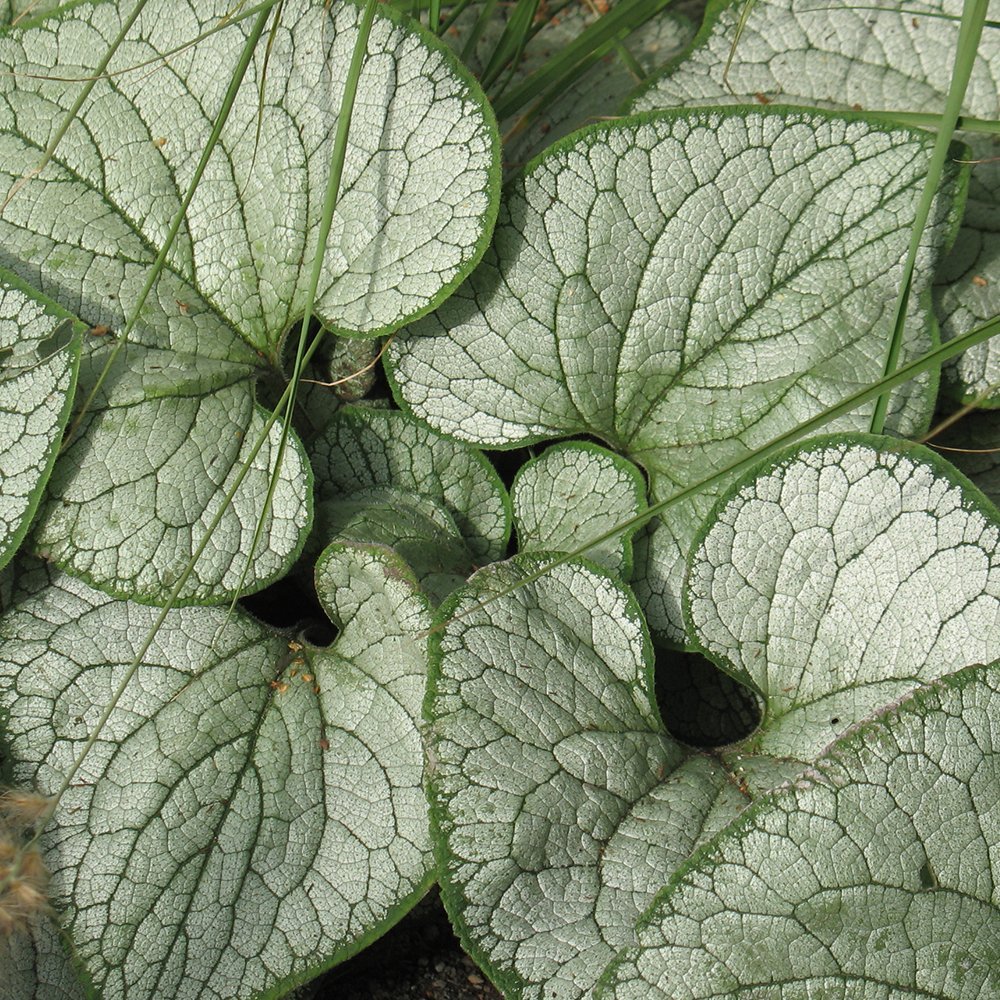 Brunnera Silver Heart - 1 Plant - Macrophylla Outdoor Herbaceous in 9cm Pot