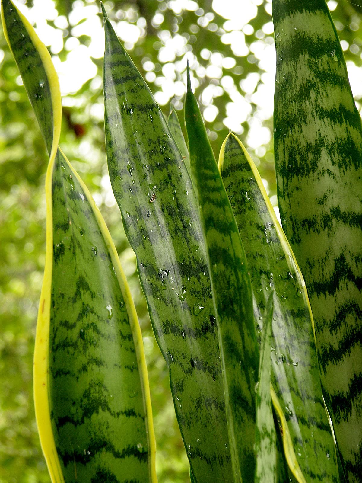 Verdecora Sansevieria | Planta natural de interior en maceta de 3L | Lengua de Tigre - Lengua de Suegra | Planta purificadora del aire
