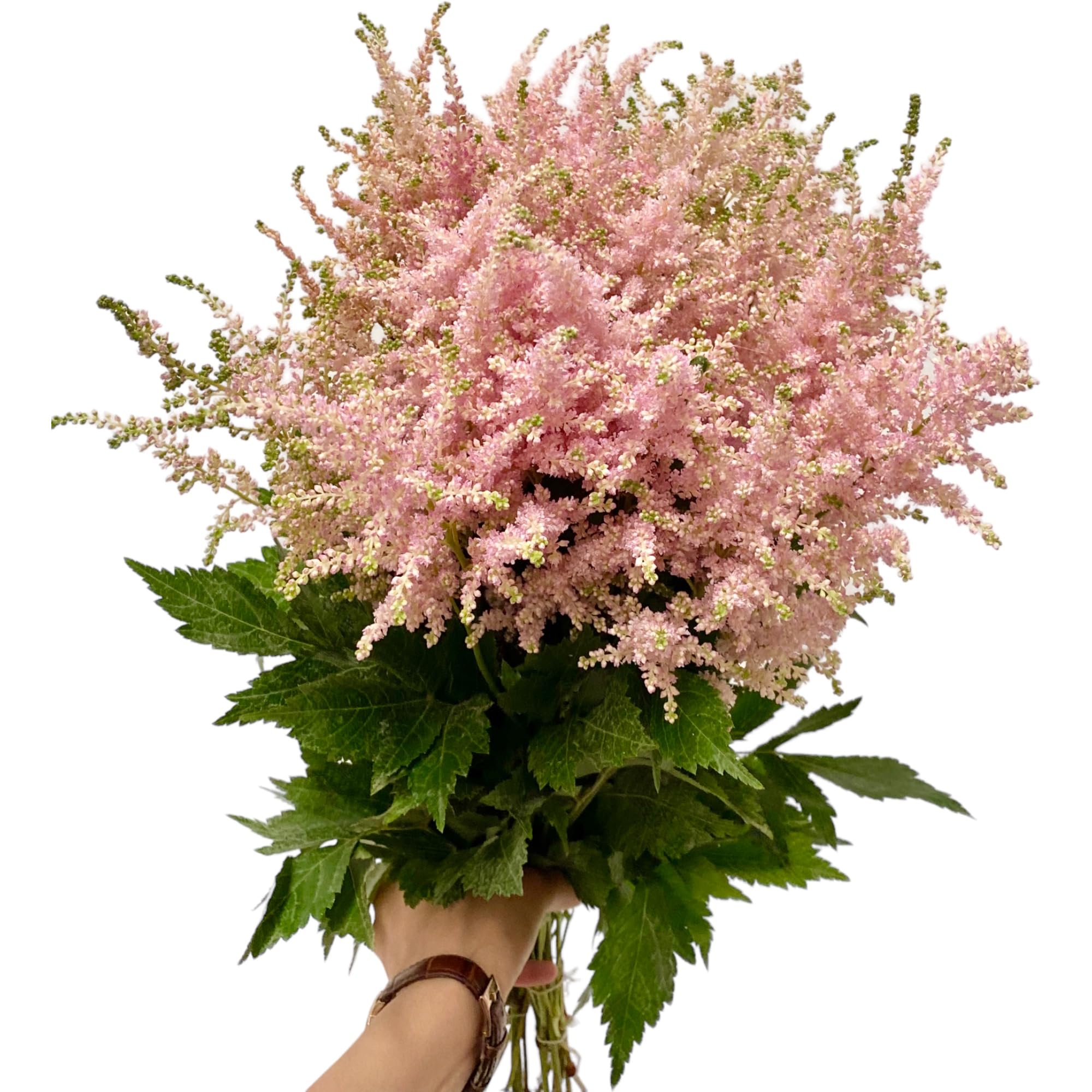 DAC Flower Delivery 新品未開封 Amazon.com : Next-day delivery 20 Astilbe fresh Cut Flowers