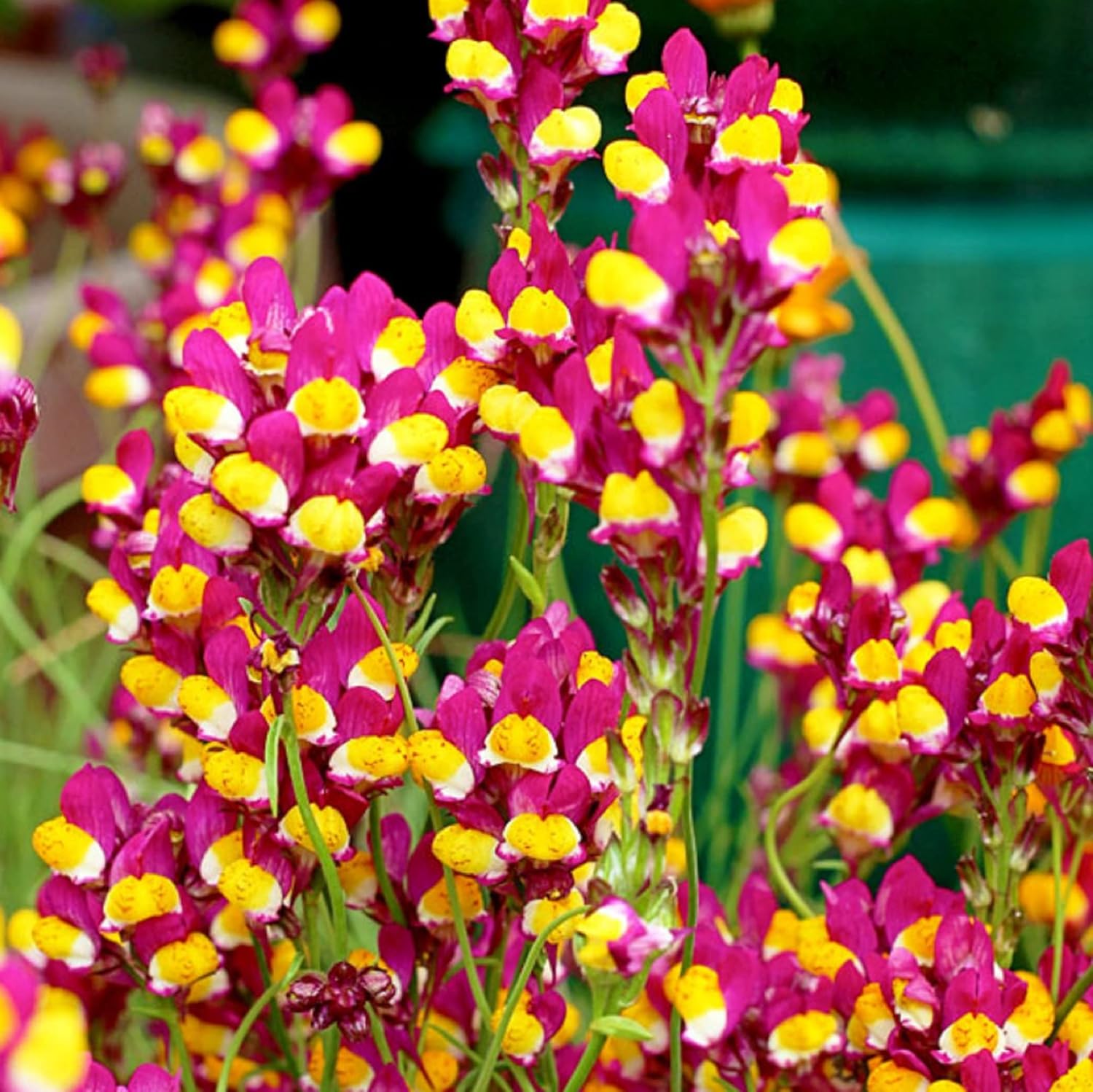 CHUXAY GARDEN 500 semillas Linaria Reticulata ‘Flamenco’, lino de sapo ...