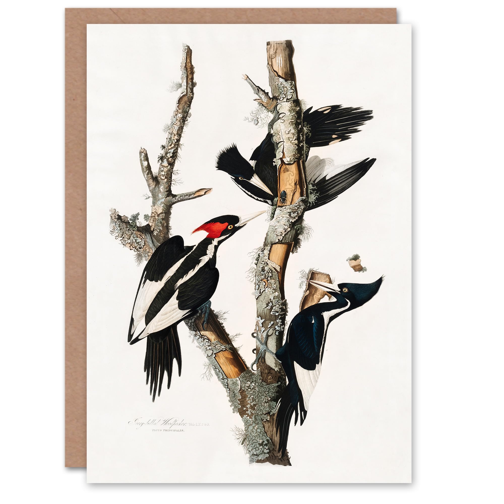 Artery8 John James Audubon Art Card Ivory Billed Woodpecker