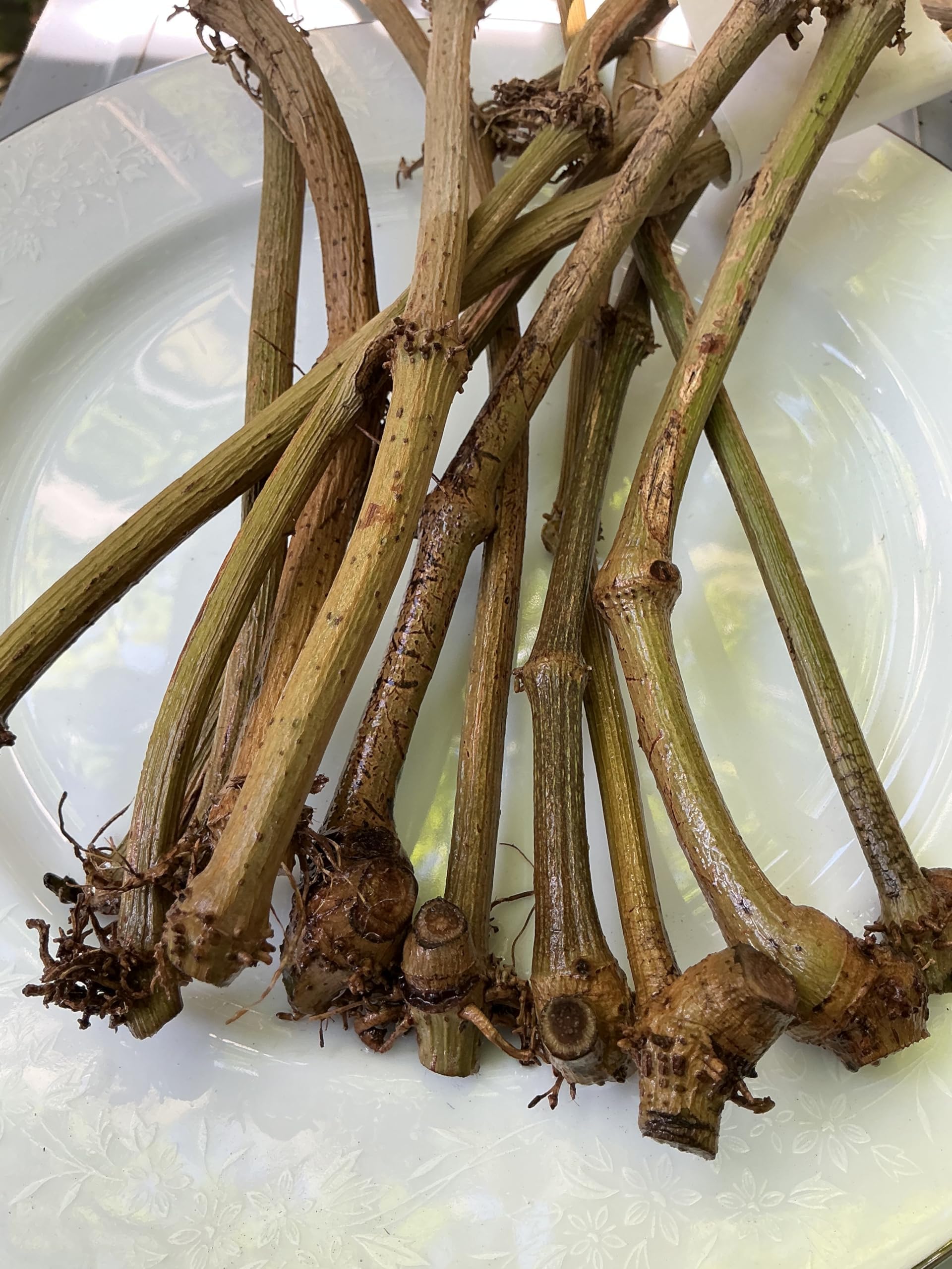Fresh Piper Betel Vine Plant Cuttings, Live Betel Leaf Stems for Growing