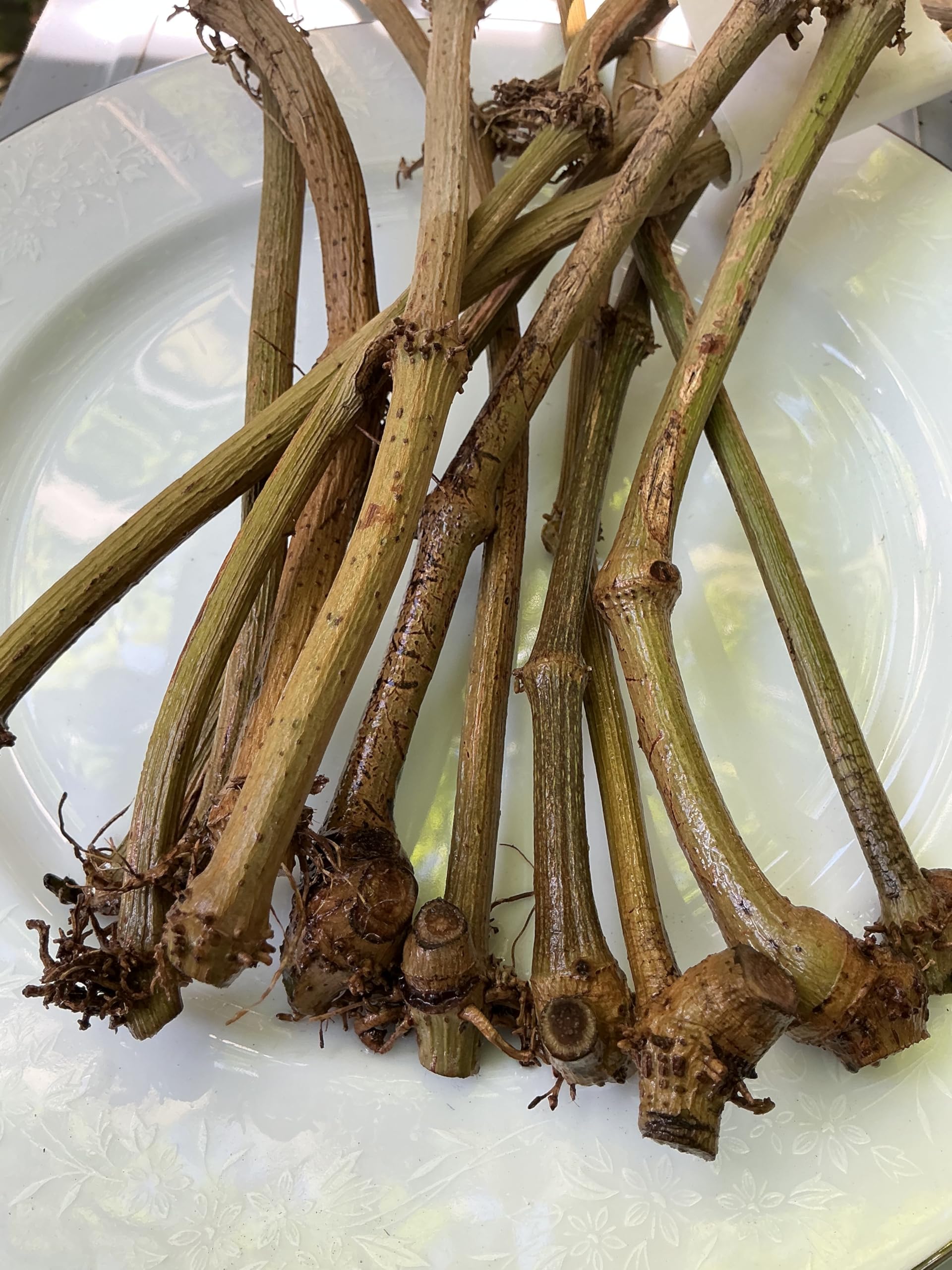 Fresh Piper Betel Vine Plant Cuttings, Live Betel Leaf Stems for Growing