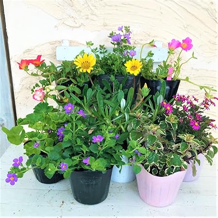 Amazon はなみどり 季節のおまかせ寄せ植えセット 8株 花苗 園芸 ガーデニング 花