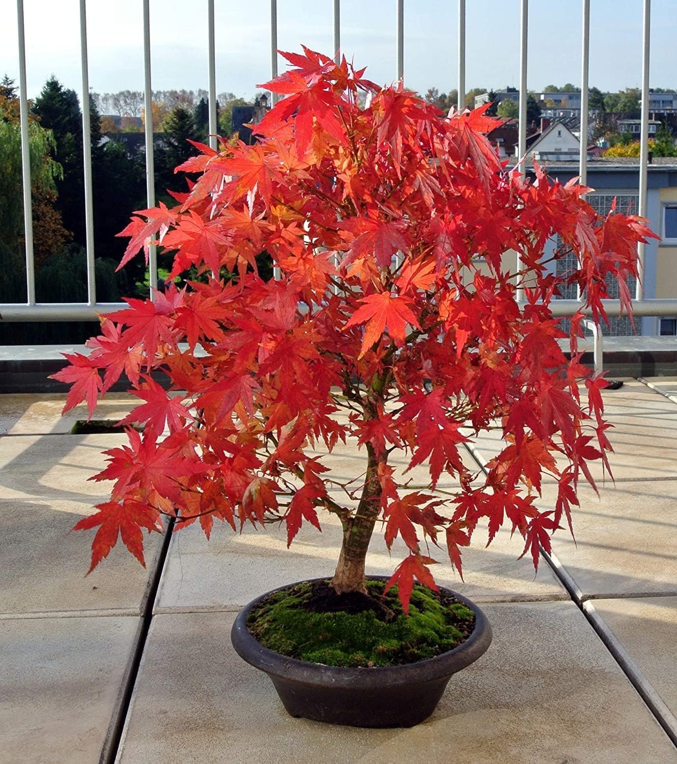 CZ Grain Red Japanese Maple Seedlings