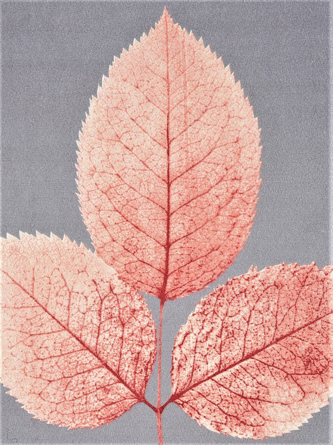 Home Sizzler 210 TC Microfibre Grey Double Bedsheet with 2 King Size Pillow Covers offers donot miss 3 Home Sizzler 210 TC Microfibre Grey Double Bedsheet with 2 King Size Pillow Covers offers donot miss