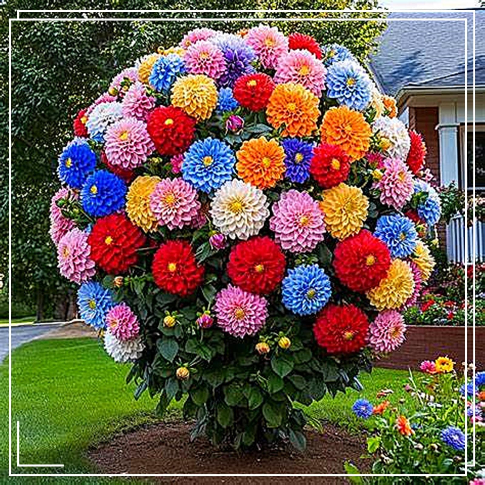 Dahlia Bulbs Mix for Planting Now UK,Hardy Perennial,Dahlia tubers Bulk,Strong Plants That Grow Well,Beauty of Garden,Wedding Flowers,Gift Ready-8bulbs-A