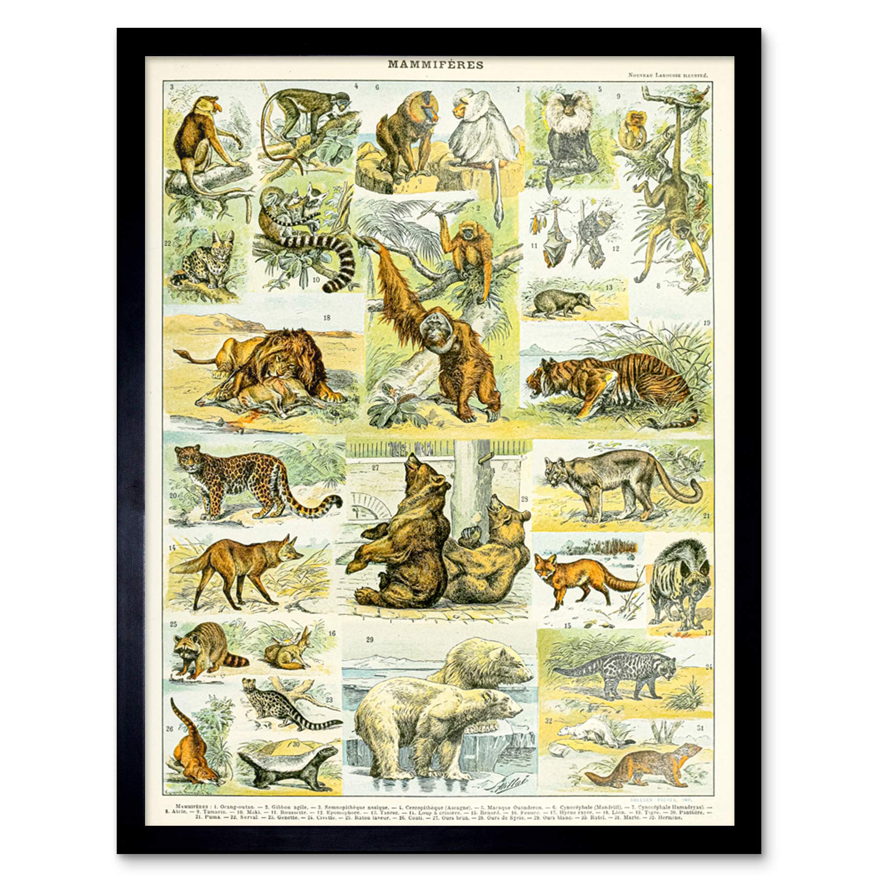 Artery8 Millot Encyclopedia Page Molluscs Shells Art Print Framed Poster Wall Decor 12x16 inch — view 113