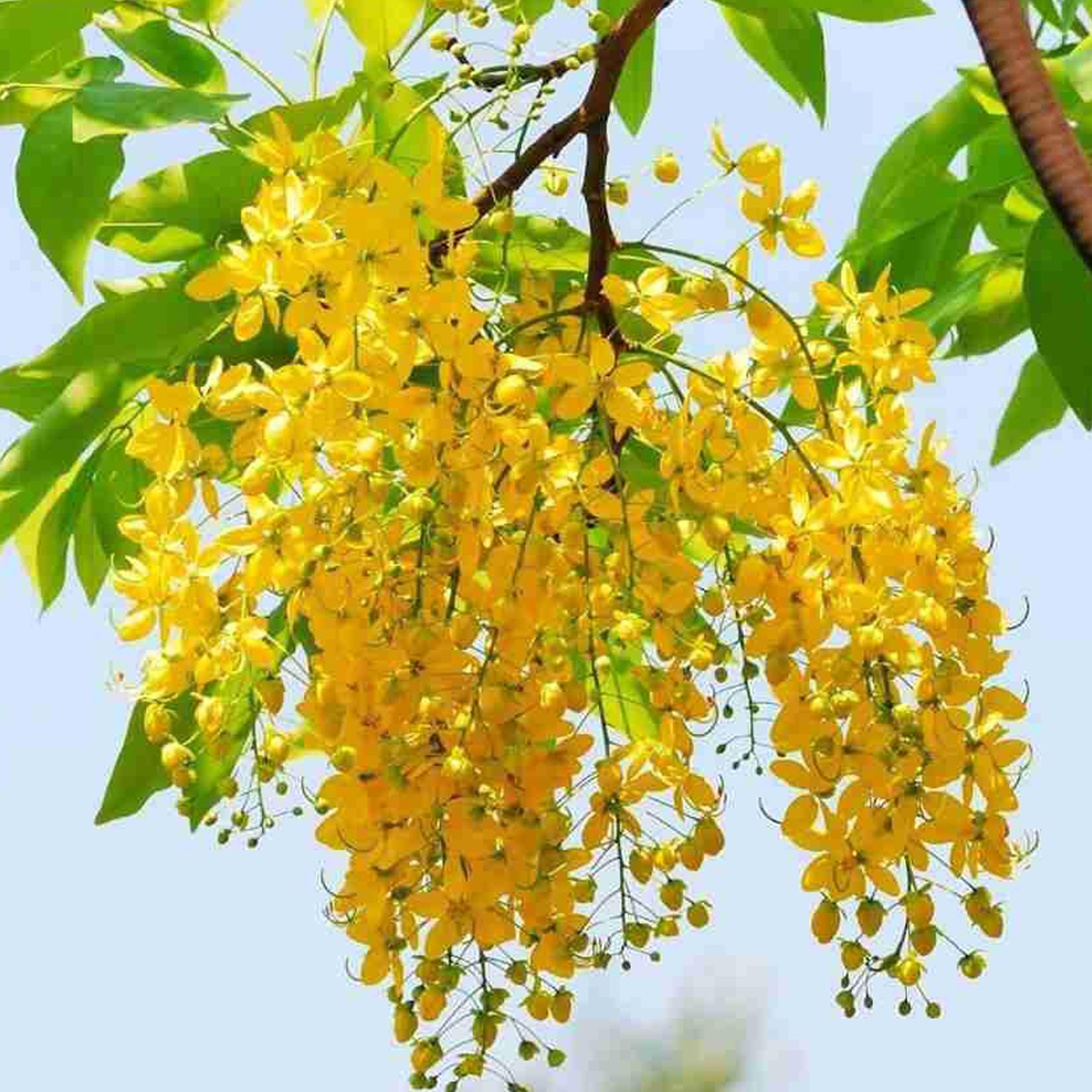 See full amazon price history chart for kushplant Cassia fistula, Golden shower with pot pack of 1 kushplant Cassia fistula, Golden shower with pot pack of 1 (B0CQVSDP3Y) Amazon Price History, Amazon Price Tracker