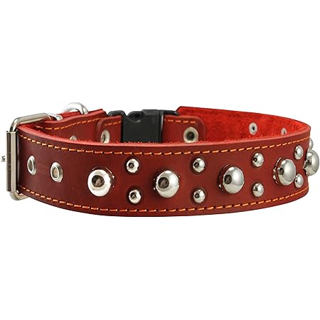 red studded dog collar