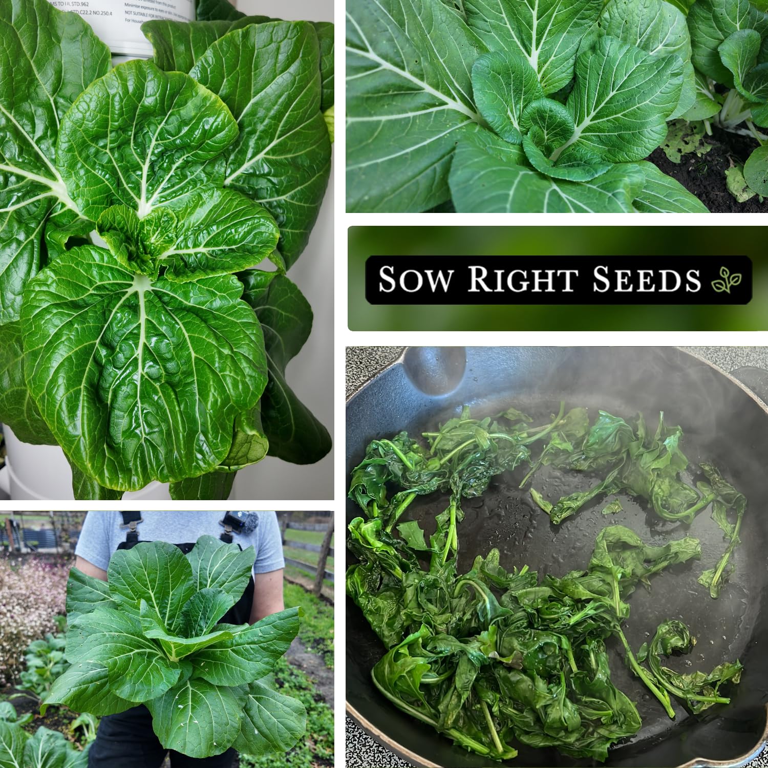 Amazon.com : Sow Right Seeds - Bok Choy Seeds for Planting - Pak