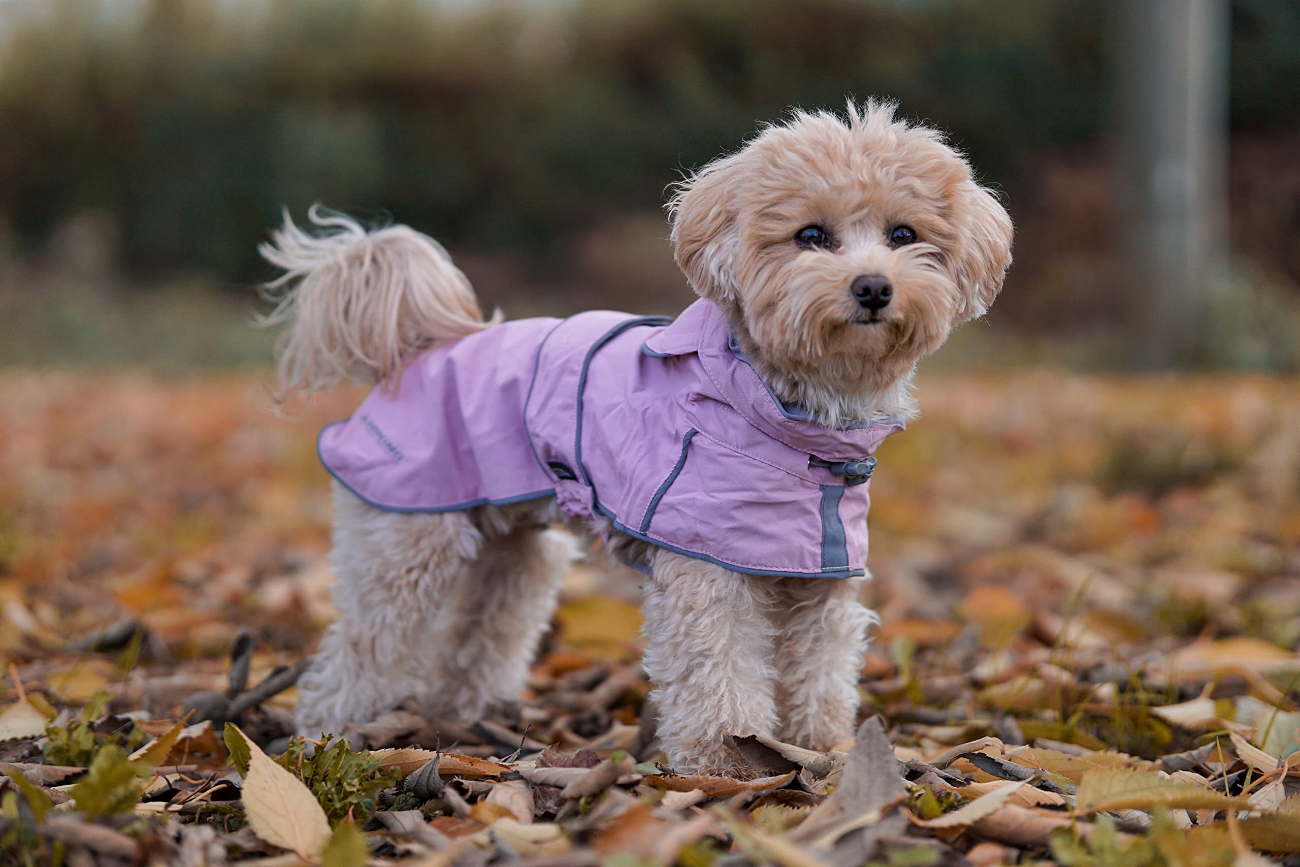 Croci Hiking City Impermeable Ajustable para Perros, Chaqueta Transpirable, Reflectante y Cortaviento para Perros Grandes y Pequeños, Azul, Talla L, 65cm
