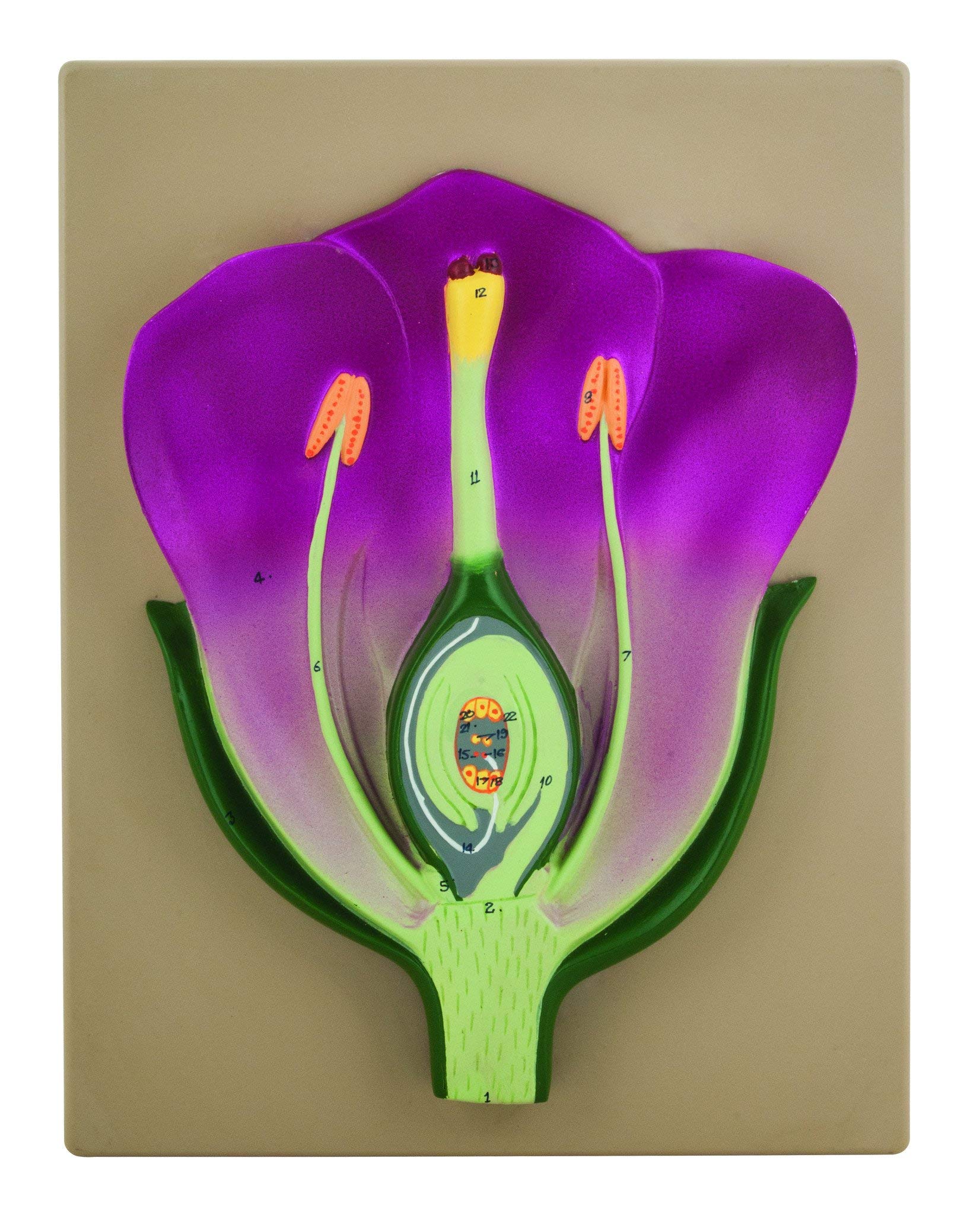 EISCO Typical Flower Model, Three Dimensional, Vertical Section with Hand Painted Details - Mounted on Base, 14" x 9"
