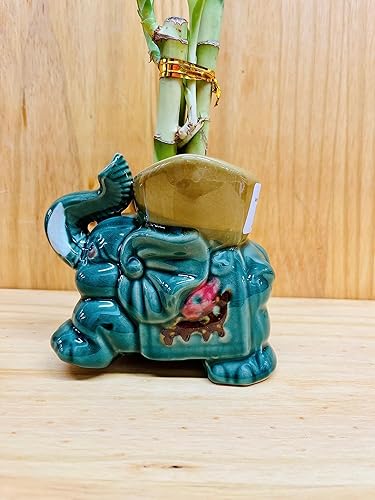 Miniatura 2 de Bambú de la suerte en jarrón de elefante de cerámica, 3 tallos de 6 pulgadas y 6 pulgadas y 8 pulgadas