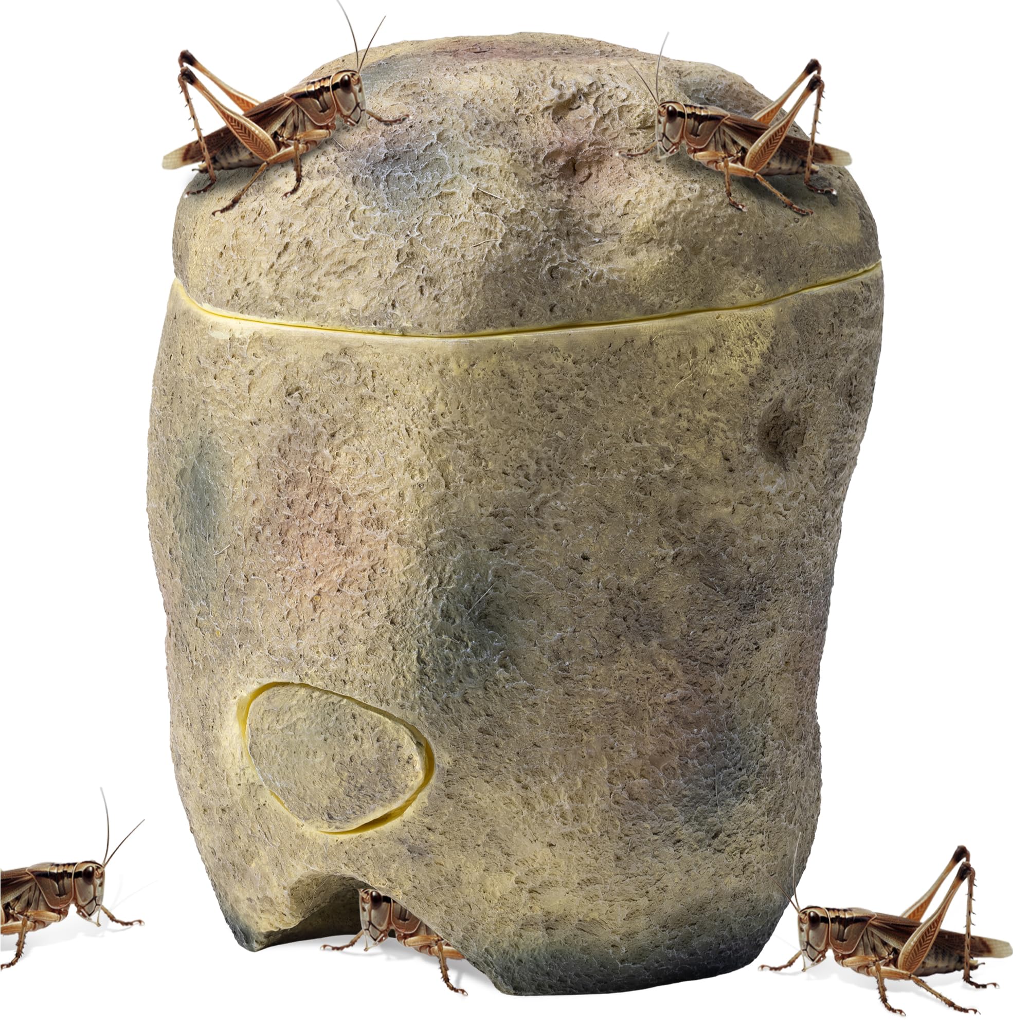 Live Feeder Crickets for Sale: Shop Online at RodentPro