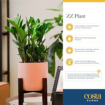 Amazon.com: Costa Farms ZZ Plant, Live Indoor Houseplant in