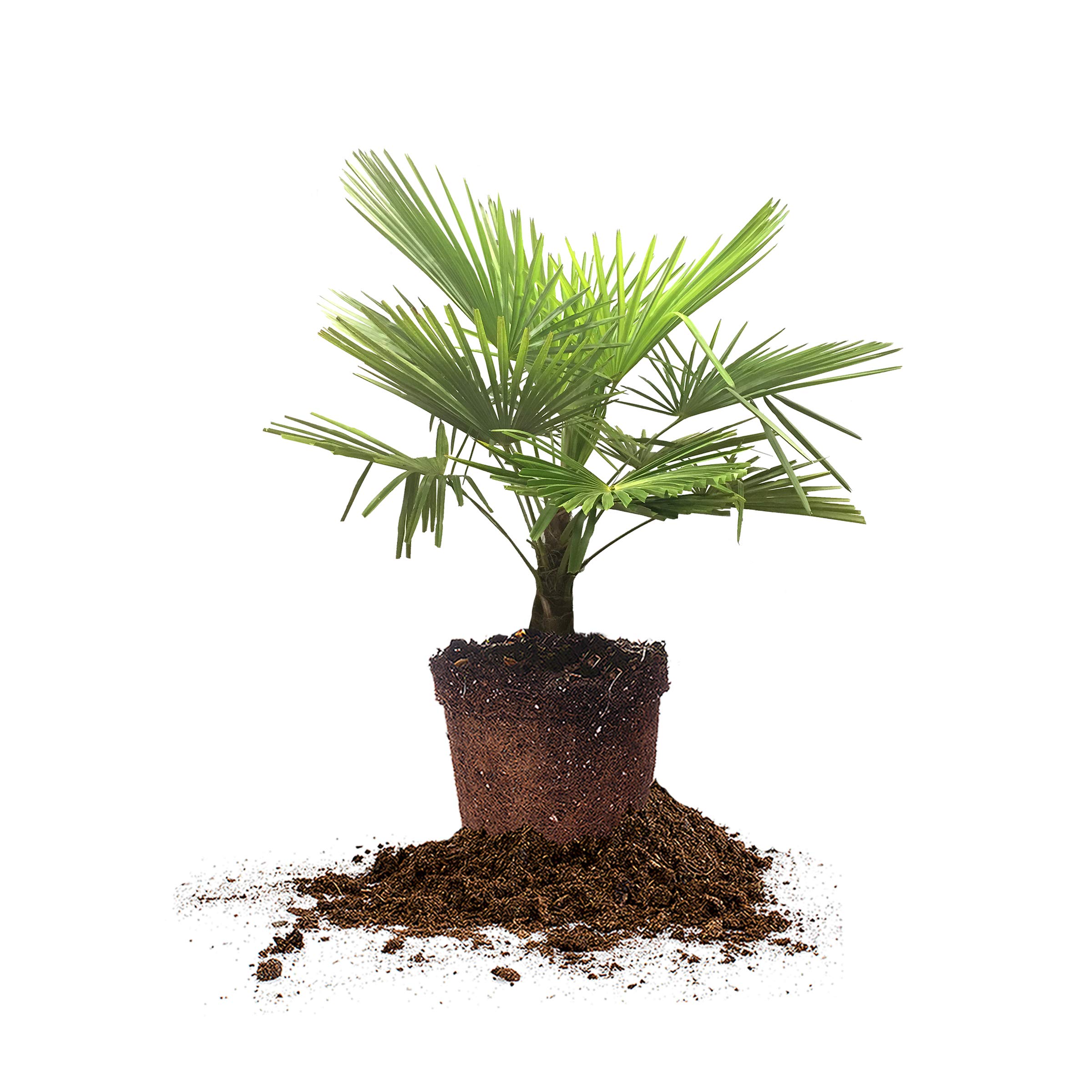 Perfect Plants Windmill Palm Tree, 3 Gallon